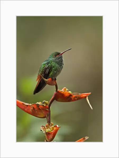 Rufous-tailed Hummingbird (Amazilia tzacatl tzacatl) adult, perched on heliconia flower, Canopy Lodge, El Valle