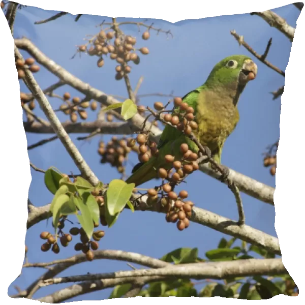 Olive-throated Parakeet (Eupsittula nana astec) adult, with fruit in beak, feeding in fruiting tree, Yucatan Peninsula