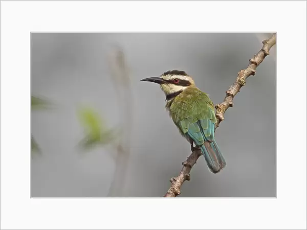 White-throated Bee-eater (Merops albicollis) adult, with missing tail streamers, perched on twig, Abrafo Forest Road