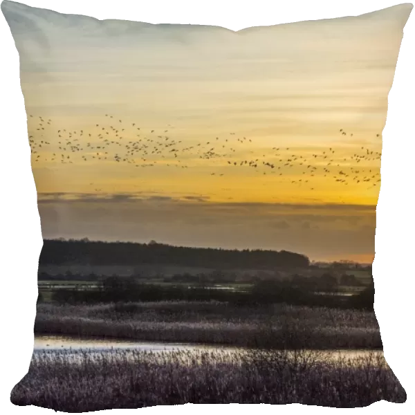 Pink-footed Goose (Anser brachyrhynchus) flock, in flight over marshland habitat, silhouetted at sunset