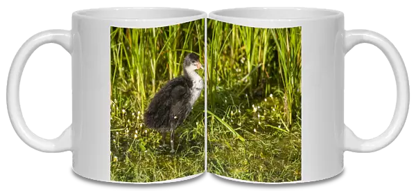 Common Coot (Fulica atra) juvenile, standing in shallow pool, Elmley Marshes N. N. R
