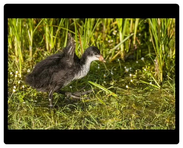 Common Coot (Fulica atra) juvenile, walking in shallow pool, Elmley Marshes N. N. R