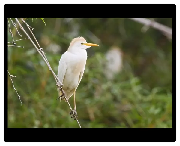 Western Cattle Egret (Bubulcus ibis ibis) adult, breeding plumage, perched on twig, Costa Rica, April