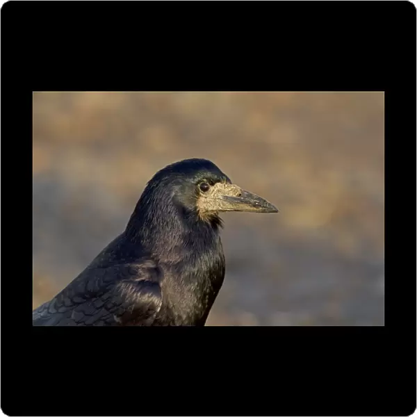 Rook (Corvus frugilegus) adult, close-up of head, Norfolk, England, January