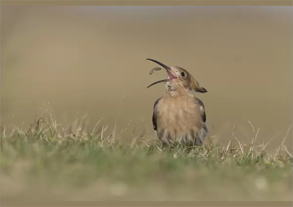 Eurasian Hoopoe (Upupa epops) adult, feeding, tossing up and catching caterpillar in beak, standing on ground, Suffolk
