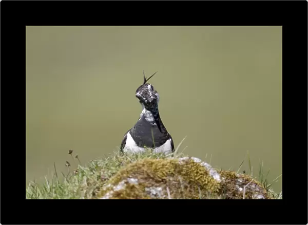 Northern Lapwing (Vanellus vanellus) adult female, breeding plumage, standing on moorland, Highlands, Scotland, May