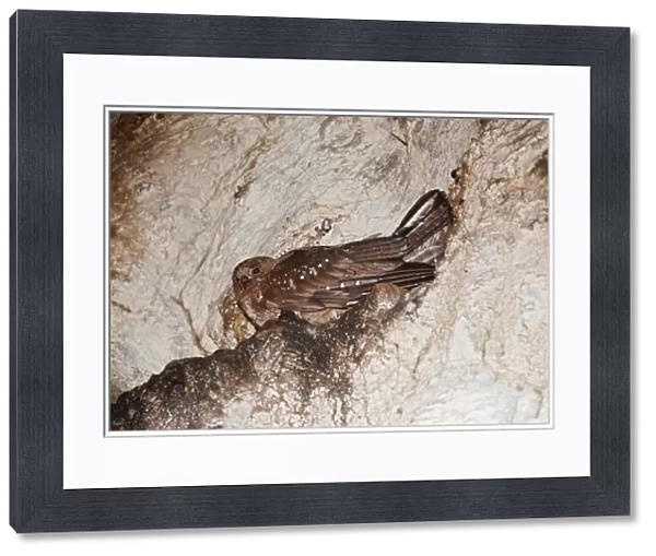 Oilbird (Steatornis caripensis) adult, sitting at nest ledge in cave, Trinidad, Trinidad and Tobago, November