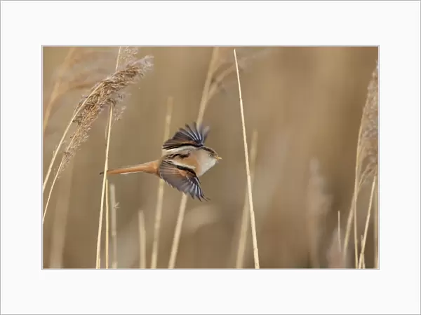 Bearded Tit (Panurus biarmicus) adult female, in flight, amongst reeds in reedbed, Norfolk, England, March