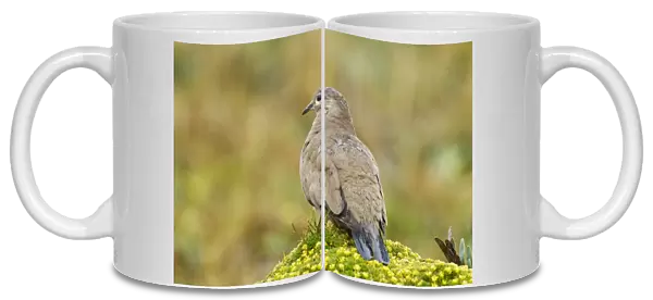 Black-winged Ground-dove (Metriopelia melanoptera) adult, standing on vegetation covered rock after rainfall, Antisana