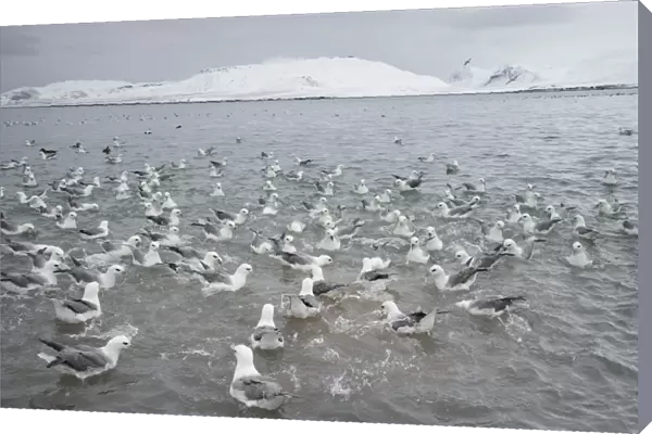 Northern Fulmar (Fulmarus glacialis) flock, feeding at fish processing plant outfall, Grundarfjordur, Snaefellsnes