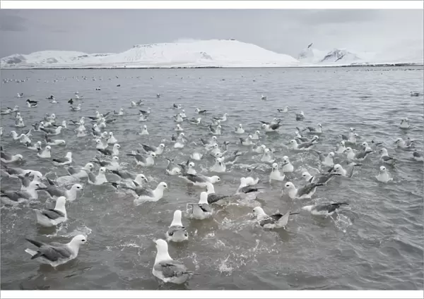 Northern Fulmar (Fulmarus glacialis) flock, feeding at fish processing plant outfall, Grundarfjordur, Snaefellsnes