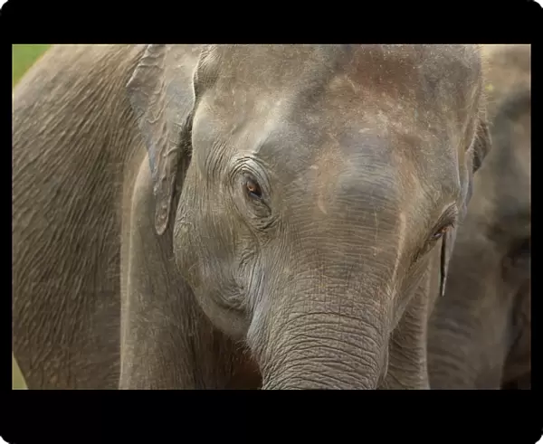 Asian Elephant (Elephas maximus maximus) immature, close-up of head, Sri Lanka, February