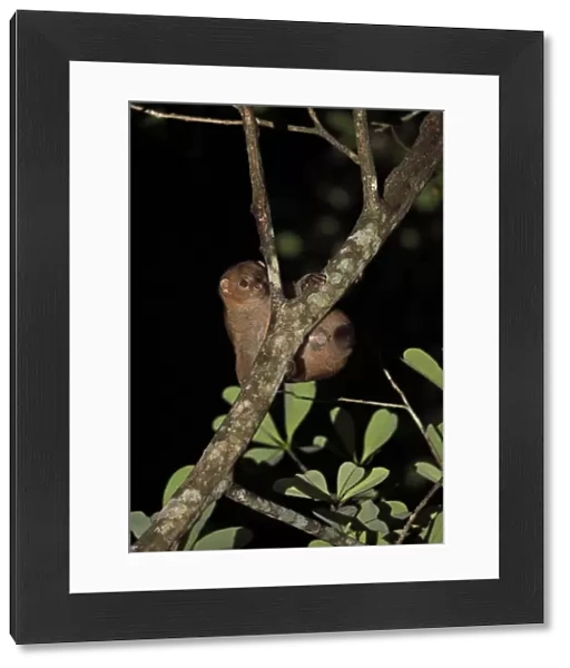 West African Potto (Perodicticus potto potto) adult, climbing on branch at night, Ankasa Reserve, Ghana, February