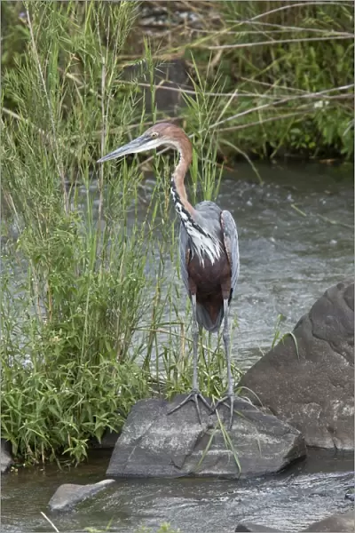 Goliath Heron (Ardea goliath) adult, standing on rock in river, Kruger N. P