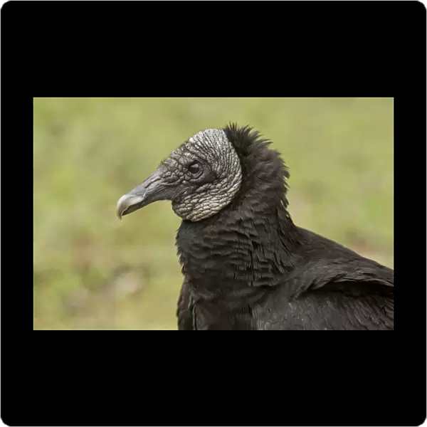 American Black Vulture (Coragyps atratus) adult, close-up of head, Everglades, Florida, U. S. A. February