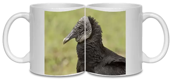American Black Vulture (Coragyps atratus) adult, close-up of head, Everglades, Florida, U. S. A. February