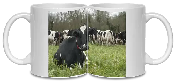 Domestic Cattle, Holstein dairy cow, wearing red collar, resting on grass near herd in pasture, Shropshire, England
