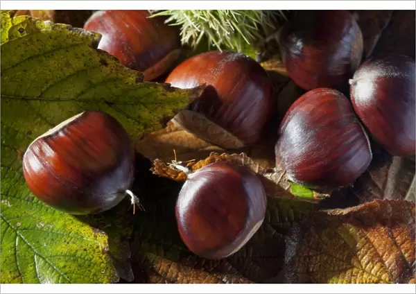 Sweet Chestnut (Castanea sativa) close-up of nuts, France, October