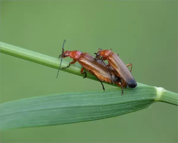 Common Red Soldier Beetle (Rhagonycha fulva) adult pair, mating on grass stem, Cannobina Valley, Italian Alps