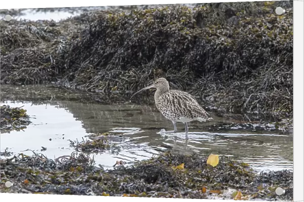 Curlew feeding at low tide amongst the exposed sea weed