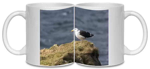 Great Black backed gull on grass promontory. Isle of Jura Scotland