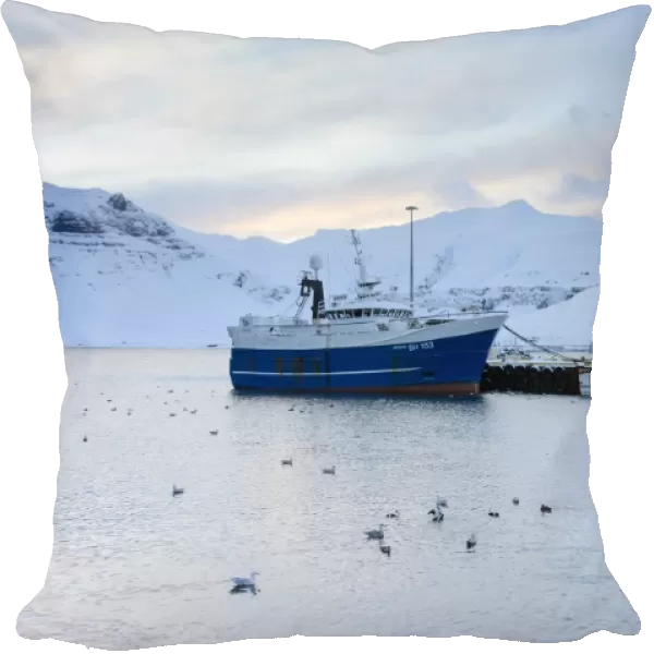 Commercial fishing boats, Common Eider (Somateria mollissima) and seagull flock in coastal harbour, Grundarfjordur