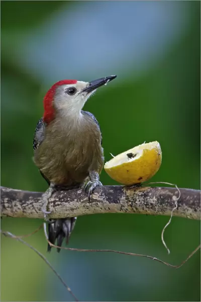 Jamaican Woodpecker (Melanerpes radiolatus) adult male, feeding on fruit at feeding station, Marshalls Pen, Jamaica