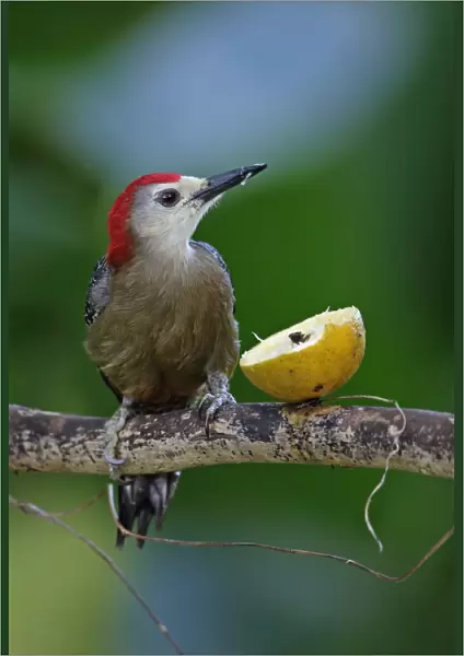 Jamaican Woodpecker (Melanerpes radiolatus) adult male, feeding on fruit at feeding station, Marshalls Pen, Jamaica