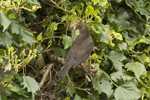 European Blackbird (Turdus merula) adult female, with nesting material in beak, at nestsite amongst ivy, England, May