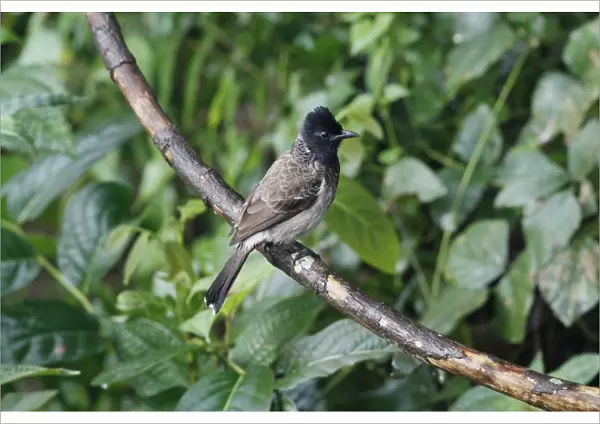 Red-vented Bulbul (Pycnonotus cafer cafer) adult, perched on branch in lowland rainforest, Siharaja Forest Reserve