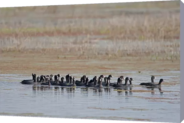 Common Coot (Fulica atra) flock, gathered together on water after sighting Marsh Harrier (Circus sp. ), Sundarbans