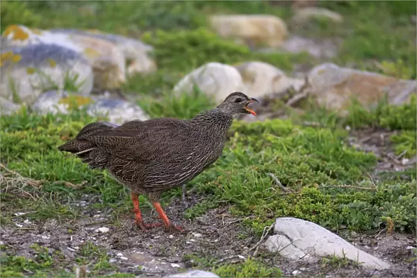 Cape Francolin (Pternistis capensis) adult, calling, Table Mountain N. P. Cape of Good Hope, Western Cape, South Africa