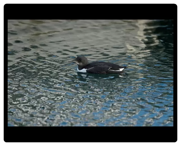 Brunnichs Guillemot (Uria lomvia) adult, non-breeding plumage, vagrant swimming, Isle of Portland, Dorset, England