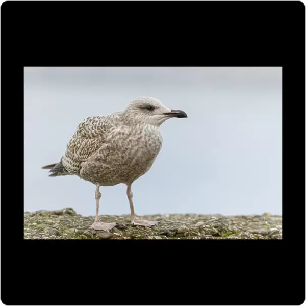 Herring Gull (Larus argentatus) juvenile, standing on coastal wall, Slea Head, Dingle Peninsula, County Kerry, Ireland