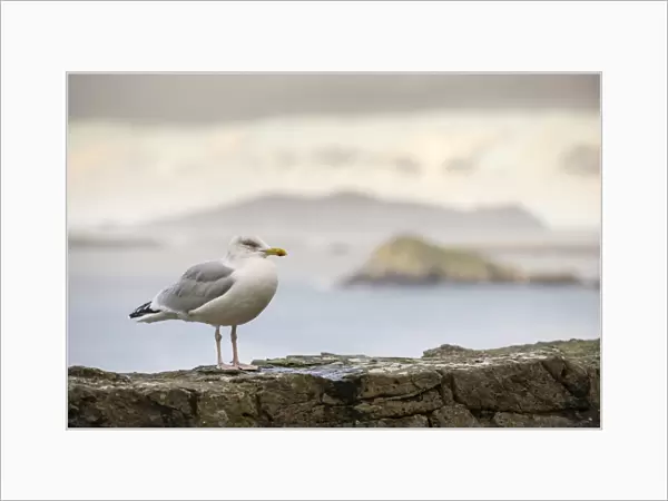 Herring Gull (Larus argentatus) adult, non-breeding plumage, standing on coastal wall, Slea Head, Dingle Peninsula