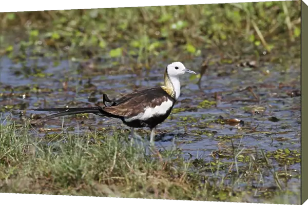 Pheasant-tailed Jacana (Hydrophasianus chirurgus) adult, breeding plumage, standing in shallow water, Bundala N. P