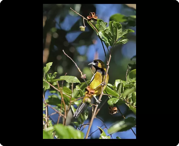 Jamaican Oriole (Icterus leucopteryx) adult male, perched on twig, Marshalls Pen, Jamaica, December
