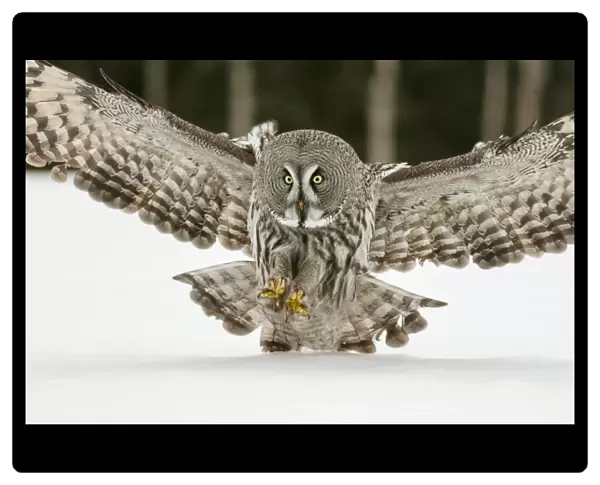 Great Grey Owl (Strix nebulosa) adult, in flight, hunting over snow covered open field, Finnish Lapland, Finland