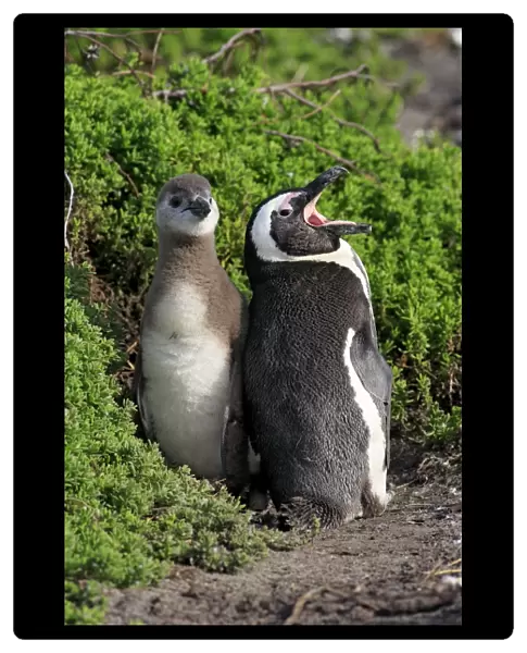 Jackass Penguin (Spheniscus demersus) adult with young, standing amongst vegetation on beach, Stony Point, Bettys Bay
