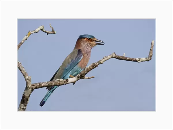 Indian Roller (Coracias benghalensis) adult, perched on branch, Yala N. P. Sri Lanka, February
