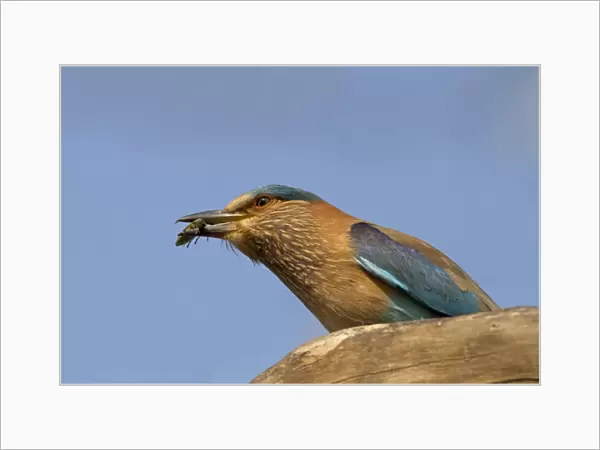 Indian Roller (Coracias benghalensis) adult, with beetle prey in beak, perched on branch, India, February