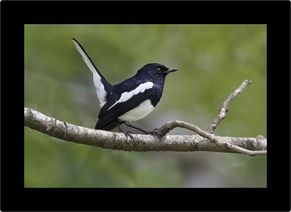 Oriental Magpie-robin (Copsychus saularis erimelas) adult male, with tail cocked, perched on branch, Polonnaruwa