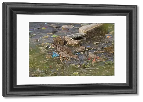 Ruff (Philomachus pugnax) adult female, feeding in shallow water amongst rubbish, India, February