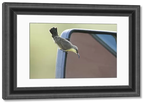 Purple Sunbird (Cinnyris asiaticus) adult female, investigating self reflection in car wing mirror, Bundala N. P