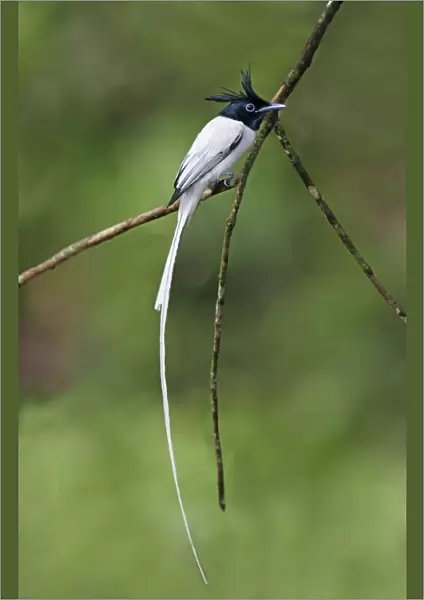Asian Paradise-flycatcher (Terpsiphone paradisi paradisi) adult male, perched on twig in lowland rainforest
