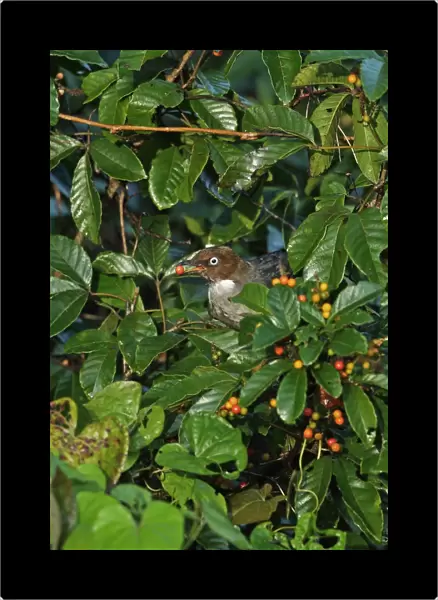 White-eyed Thrush (Turdus jamaicensis) adult, feeding on fruit, perched in fruiting bush, Marshalls Pen, Jamaica