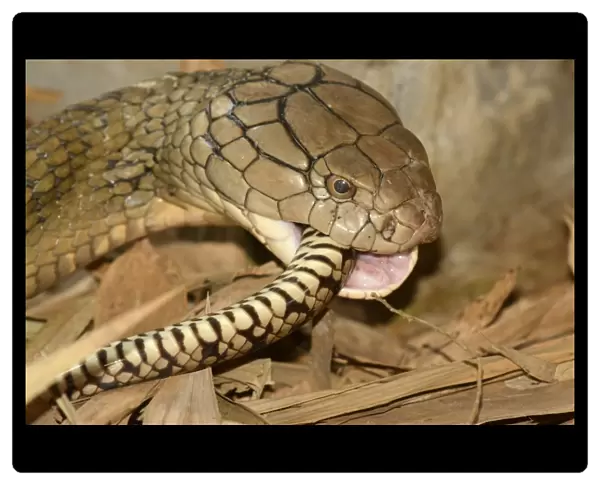 King Cobra (Ophiophagus hannah) adult, close-up of head, feeding on ratsnake prey, Bali, Lesser Sunda Islands