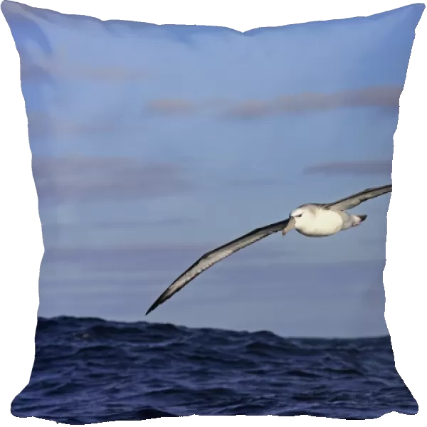 Shy Albatross (Thalassarche cauta) adult, in flight low over sea, Cape of Good Hope, Western Cape, South Africa, June