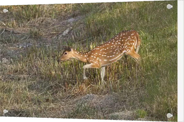 Spotted Deer (Axis axis) adult female, approaching waterhole, Sundarbans, Ganges Delta, West Bengal, India, March
