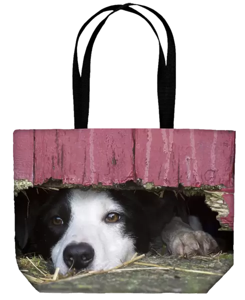 Domestic Dog, Border Collie, working sheepdog, adult, looking under wooden door on farm, England, December